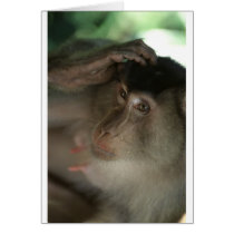 Macaque Monkey Borneo Card
