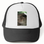 Macaque Monkey Borneo Hat Macaque Monkey Borneo Hat