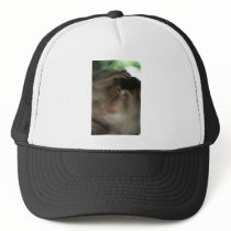 Macaque Monkey Borneo Hat