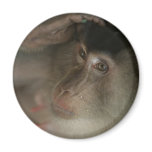 Macaque Monkey Borneo Refrigerator Magnet Macaque Monkey Borneo Refrigerator Magnet