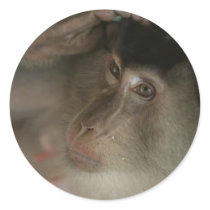 Macaque Monkey Borneo Round Stickers