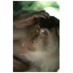 Macaque Monkey Borneo Shirts Macaque Monkey Borneo Shirts
