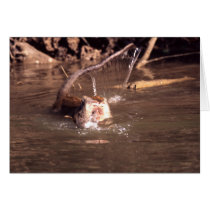 Macaque Monkey in Borneo cards