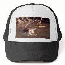 Macaque Monkey in Borneo Hat