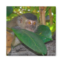 Macaque Monkey in Borneo magnets by Rebecca_Reeder Macaque Monkey in Borneo magnets