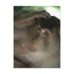 Macaque Postcard Macaque Postcard