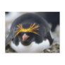 Macaroni Penguin Flop Post Cards