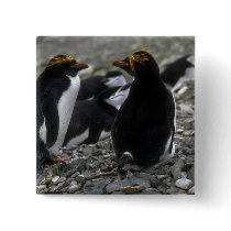 Macaroni Penguin - Pair At Nest Pins