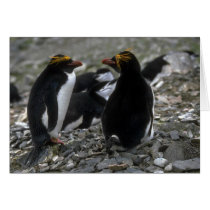 Macaroni Penguin - Pair At Nest Greeting Card