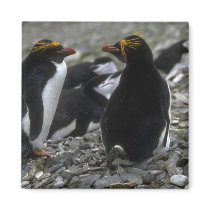Macaroni Penguin - Pair At Nest Fridge Magnet