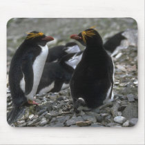Macaroni Penguin - Pair At Nest Mousepads