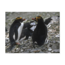 Macaroni Penguin - Pair At Nest Postcards