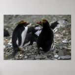Macaroni Penguin - Pair At Nest Print
