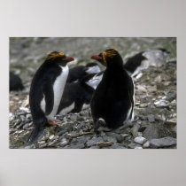Macaroni Penguin - Pair At Nest Print