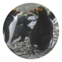 Macaroni Penguin - Pair At Nest Round Stickers