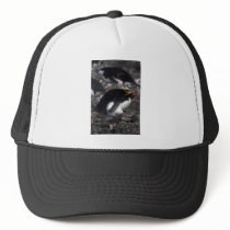 Macaroni Penguin Sitting On Egg Hats