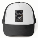 Macaroni Penguin Sitting On Egg Hats