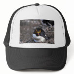 Macaroni Penguin Sitting On Egg Hats