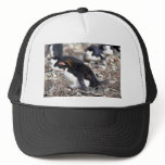 Macaroni Penguin Sitting On Egg Trucker Hats