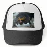 Macaroni Penguin Sitting On Egg Hats
