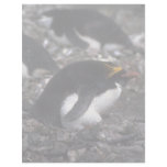 Macaroni Penguin Sitting On Egg Letterhead Design