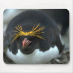 Macaroni Penguin Sitting On Egg Mouse Pad