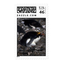 Macaroni Penguin Sitting On Egg Postage Stamps