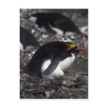 Macaroni Penguin Sitting On Egg Post Card