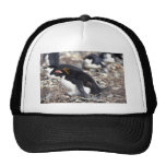 Macaroni Penguin Sitting On Egg Trucker Hats