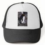 Macaroni Penguin Standing Erect Hat