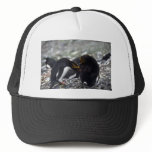 Macaroni Penguins - Mutual Grooming/Pair Bonding Hat
