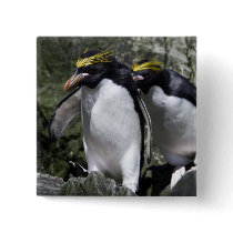 Macaroni Penguins, South Georgia Pin