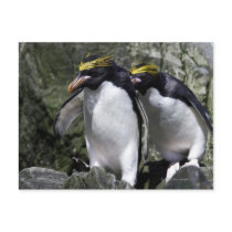 Macaroni Penguins, South Georgia Post Card