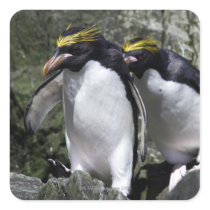 Macaroni Penguins, South Georgia Stickers