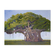 MacArthur's Banyan Postcard