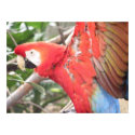 Macaw 1 posters