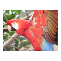 Macaw 1 posters by PrairiePrints Macaw 1 posters