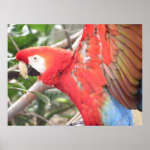 Macaw 1 print