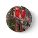 Macaw Bird Button Pin