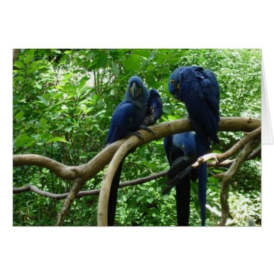 Macaws+birds