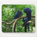 Macaw Birds Mousepad