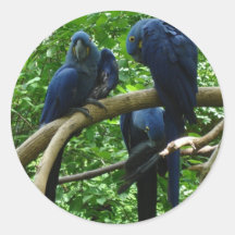 Macaw Birds Stickers