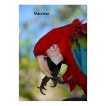 Macaw business cards by paul68 Macaw business cards