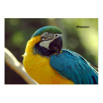 macaw business cards by paul68 macaw business cards
