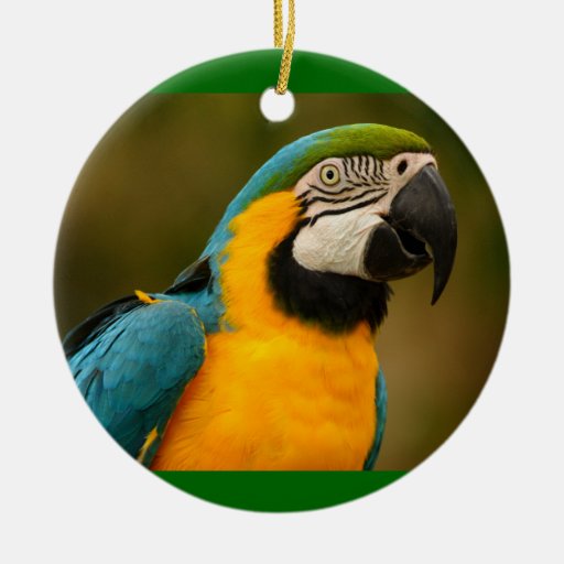 macaw christmas ornaments