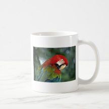 Macaw del escarlata, Singapur Tazas De Café