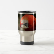 Macaw del escarlata tazas