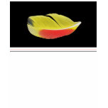 Macaw feather tee