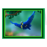 Macaw Felicitaciones