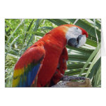 Macaw Greeting Card